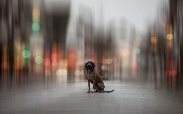 Dog city street bokeh lamp free wallpaper for desktop - medium preview image