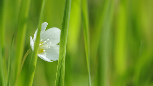 White flower daisy lily plant free wallpaper for desktop - medium preview image