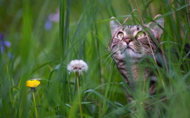 Cat sky grass dandelion nature free wallpaper for desktop - medium preview image