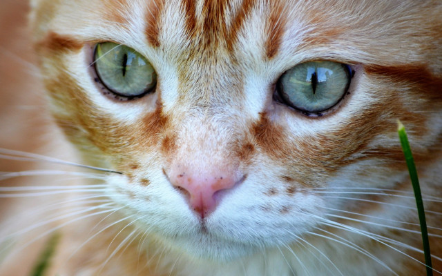 Cat green eyes brown white free wallpaper for desktop - medium preview image