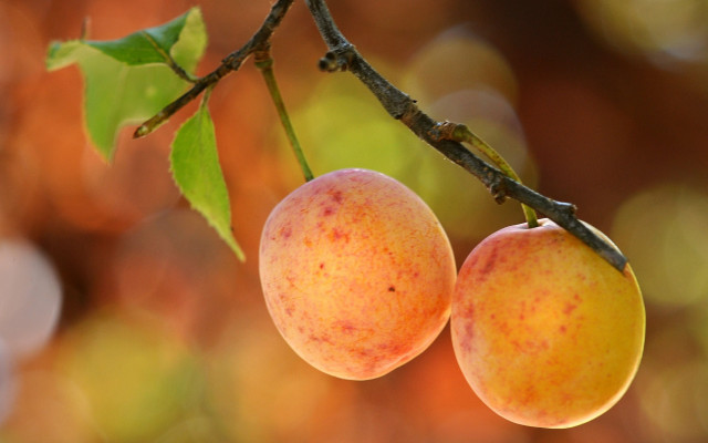 Peaches tree branch leaves moon free wallpaper for desktop - medium preview image