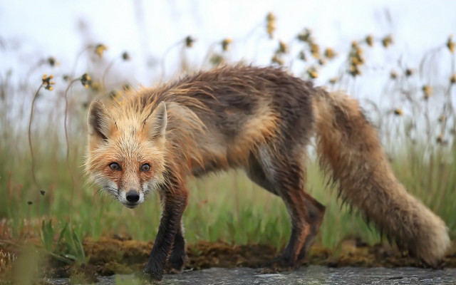 Red fox grass field river free wallpaper for desktop - medium preview image