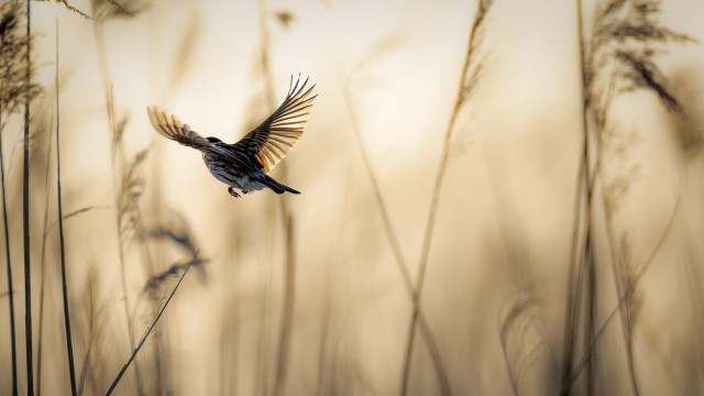 Bird flying over field wings free wallpaper for desktop - medium preview image