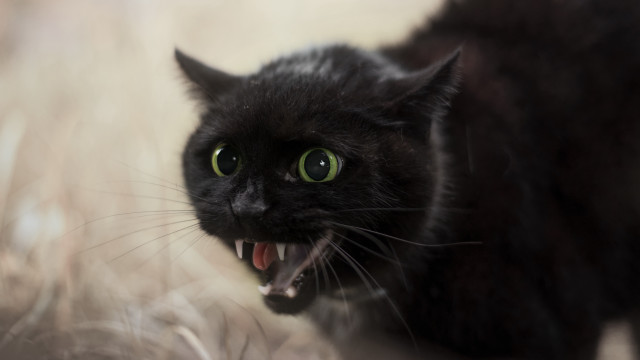 Black cat angry open mouth free wallpaper for desktop - medium preview image