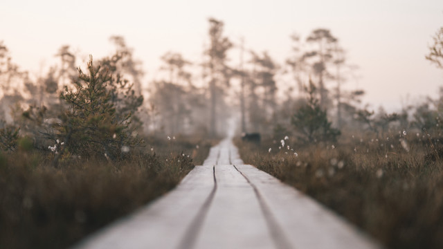 Wooden path foggy field trees free wallpaper for desktop - medium preview image