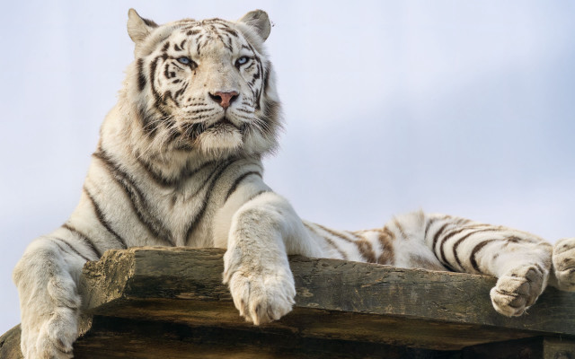 White tiger wooden structure animal free wallpaper for desktop - medium preview image