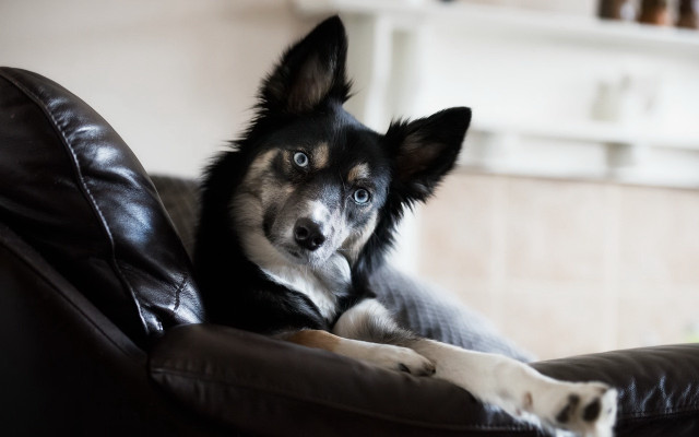 Dog couch paws up looking free wallpaper for desktop - medium preview image