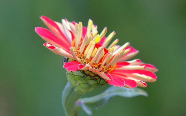 Red flower yellow stamens green free wallpaper for desktop - medium preview image