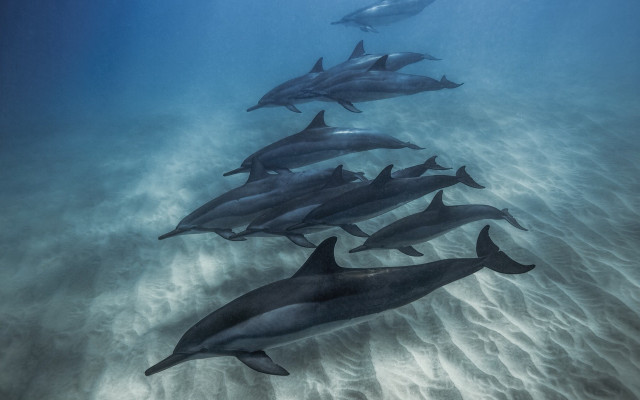 Dolphins diver ocean jigsaw award free wallpaper for desktop - medium preview image