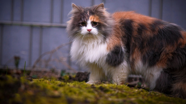 Cat grass fence blue wall free wallpaper for desktop - medium preview image