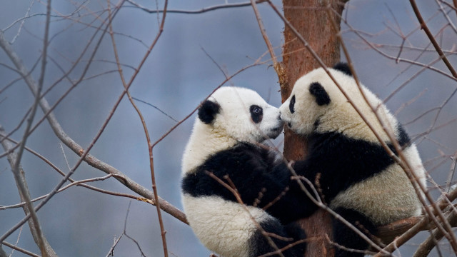Panda tree touch face outdoors free wallpaper for desktop - medium preview image