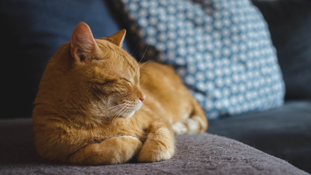 Sleeping cat couch pillows blurry free wallpaper for desktop - medium preview image