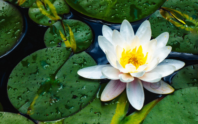White yellow water lily green free wallpaper for desktop - medium preview image