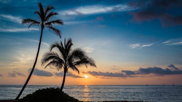 Palm trees beach ocean sunset free wallpaper for desktop - medium preview image