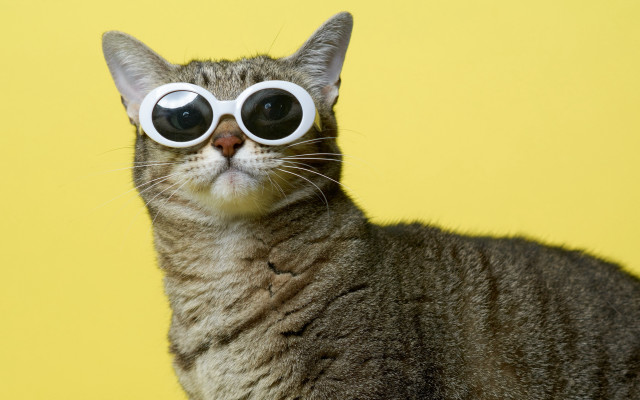 Cat glasses yellow background popart free wallpaper for desktop - medium preview image