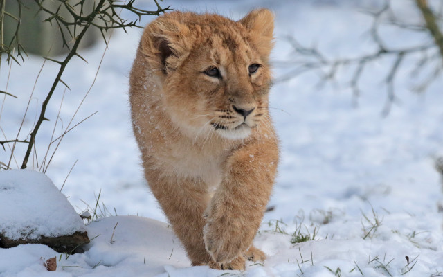 Lion snowy zoo wildlife photography free wallpaper for desktop - medium preview image