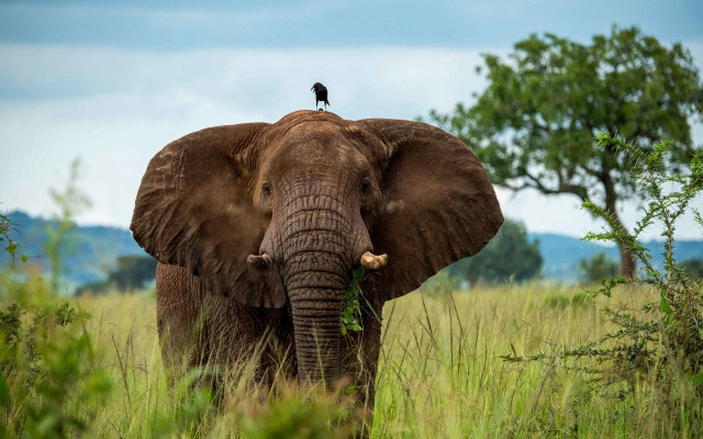 Elephant bird field forest sky free wallpaper for desktop - medium preview image