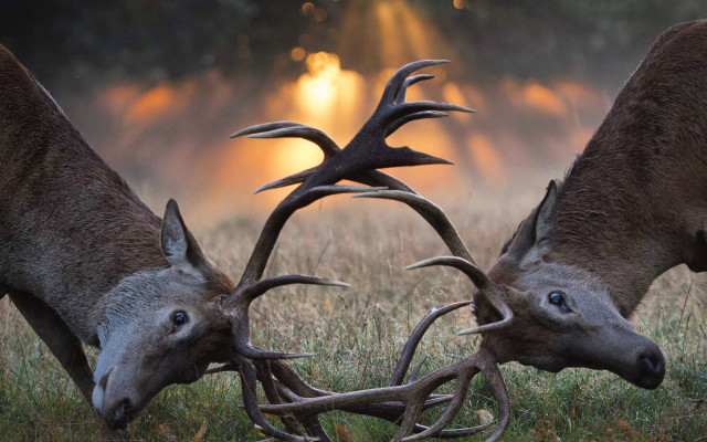 Deer fighting antlers sunset field free wallpaper for desktop - medium preview image
