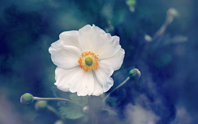 White flower yellow center blue free wallpaper for desktop - medium preview image