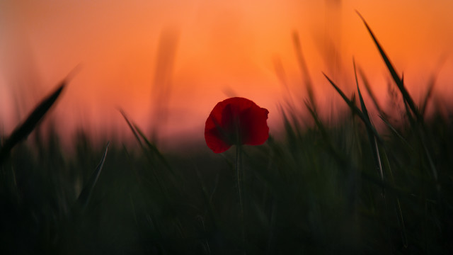 Red flower field sunset blurry free wallpaper for desktop - medium preview image