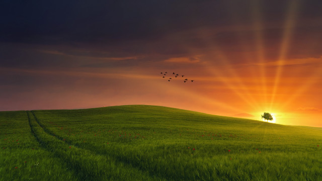 Field tree birds sunset horizon free wallpaper for desktop - medium preview image
