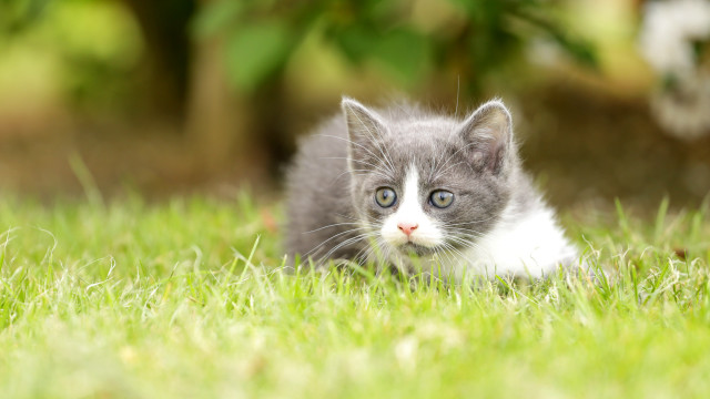 Kitten grass daisy bokeh blurry free wallpaper for desktop - medium preview image