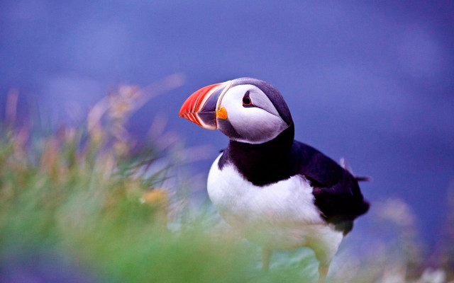 Bird red beak rock grass free wallpaper for desktop - medium preview image