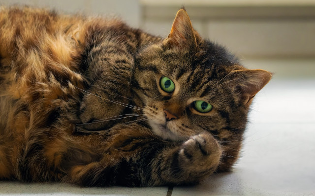 Curious green eyed cat jigsaw free wallpaper for desktop - medium preview image