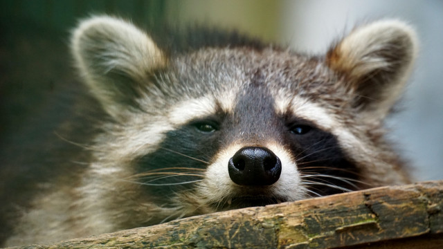 Raccoon looking over wooden fence free wallpaper for desktop - medium preview image