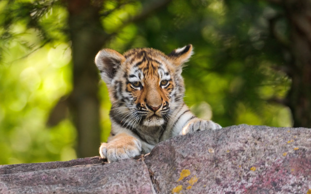 Tiger cub serious look rock free wallpaper for desktop - medium preview image