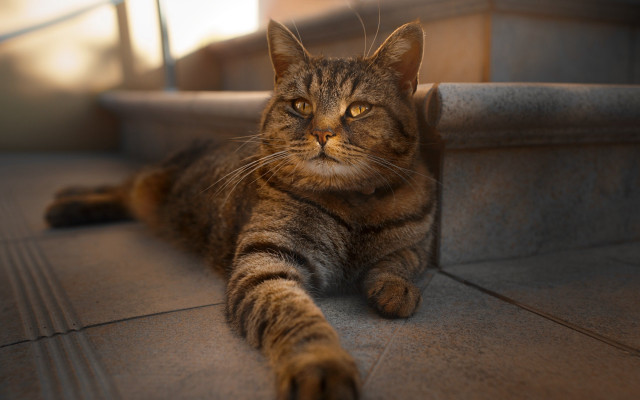 Cat staircase rail light focus free wallpaper for desktop - medium preview image