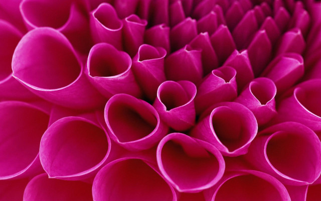 Close up pink flower petals free wallpaper for desktop - medium preview image