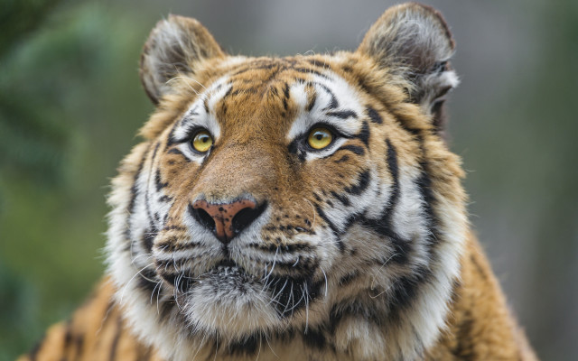 Tiger closeup blurry background animal free wallpaper for desktop - medium preview image