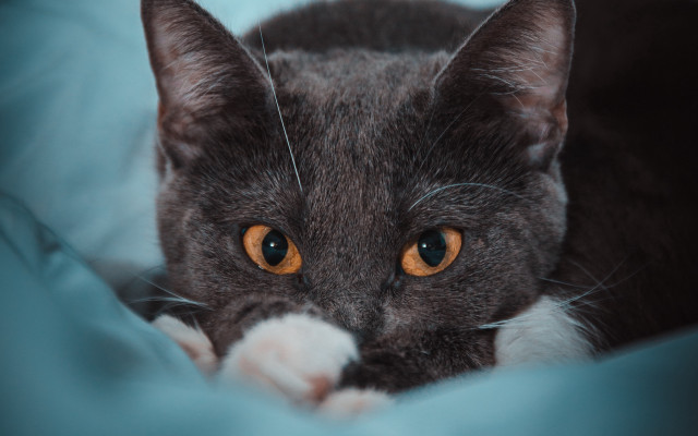 Cat yellow eye blue blanket free wallpaper for desktop - medium preview image