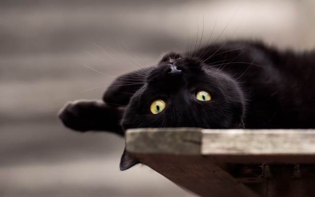 Black cat green eyes curious free wallpaper for desktop - medium preview image