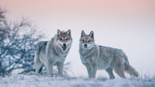 Two wolfs snowy field open free wallpaper for desktop - medium preview image