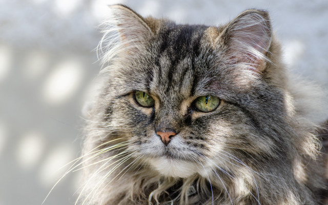 Cat green eyes lion portrait free wallpaper for desktop - medium preview image