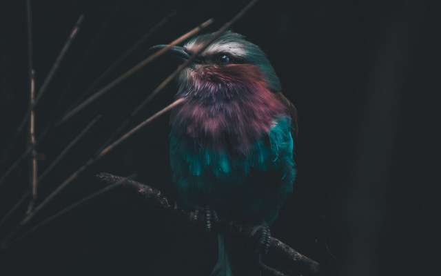 Colorful bird night branch blurry free wallpaper for desktop - medium preview image