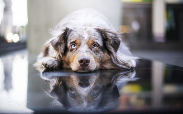 Shiba inu dog laying on free wallpaper for desktop - medium preview image