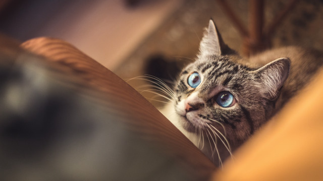 Cat blue eyes looking up #6 free wallpaper for desktop - medium preview image