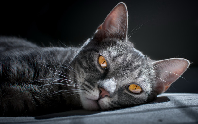 Cat couch wideeyes blackbackground vanitas free wallpaper for desktop - medium preview image