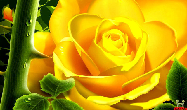 Yellow rose water drops green free wallpaper for desktop - medium preview image