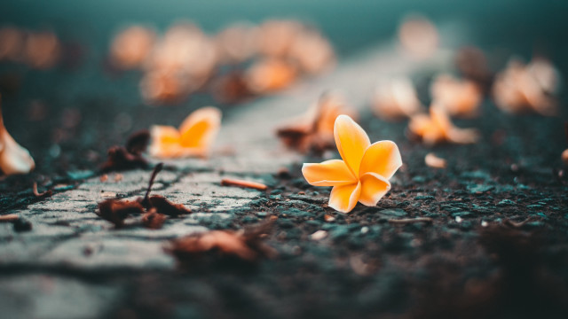 Yellow flower dirt grass bokeh free wallpaper for desktop - medium preview image