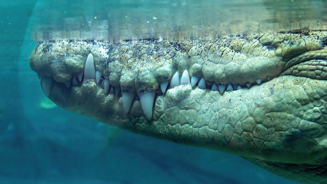 Large alligator swimming open mouth free wallpaper for desktop - medium preview image