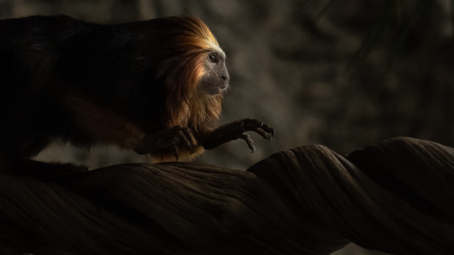 Monkey rope dark room tree free wallpaper for desktop - medium preview image