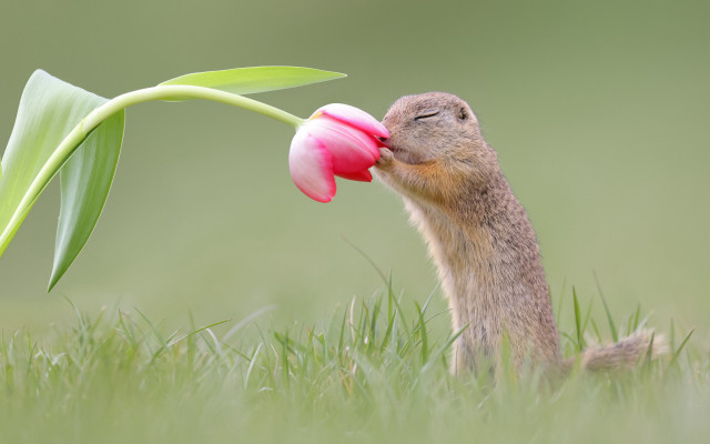 Squirrel sniffing flower macro nature free wallpaper for desktop - medium preview image