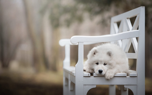 White dog on bench in free wallpaper for desktop - medium preview image