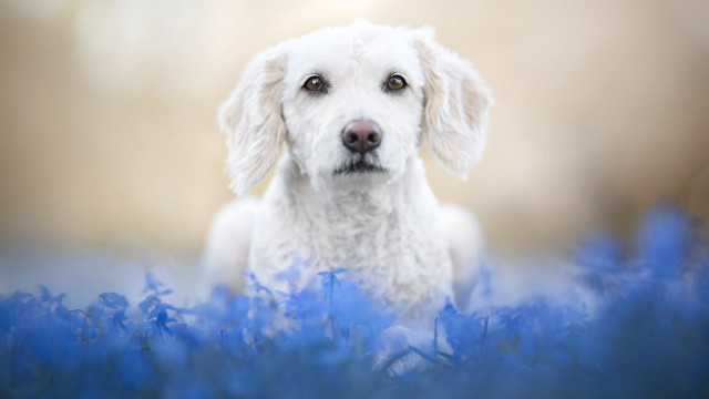 White dog blue flowers sad free wallpaper for desktop - medium preview image