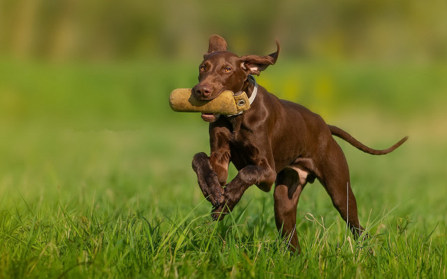 Dog bone field blurry background free wallpaper for desktop - medium preview image