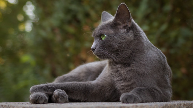 Gray cat green eyes outdoor free wallpaper for desktop - medium preview image